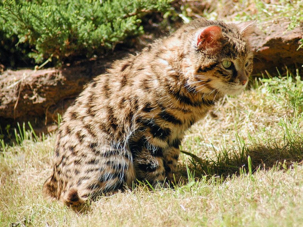 3 Size and Appearance Perhaps the smallest species of wild cat in Africa.