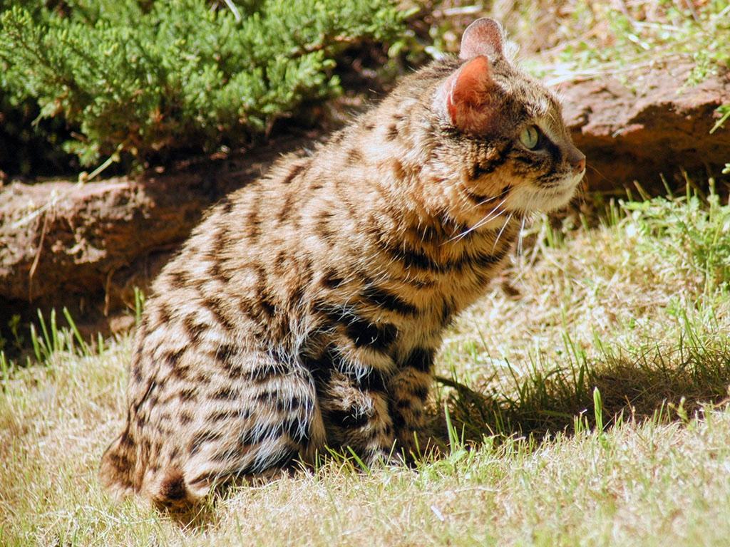 4 Habitat Black-footed cats are nocturnal inhabitants of the arid lands of southern Africa, and are typically associated with open, sandy grassy habitats with sparse scrub and tree cover.