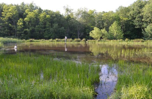 A: Crisp Pond, Powdermill Nature Reserve.