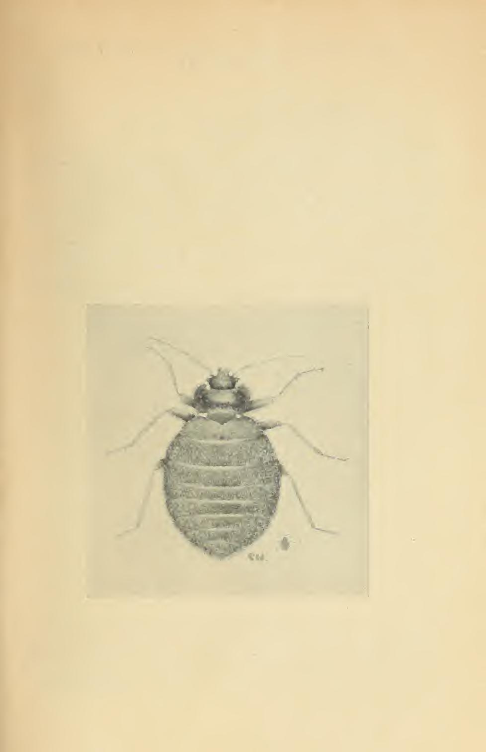 CONTROL OF BEDBUGS, FLEAS, LICE, AND WASPS 1 by C. R.