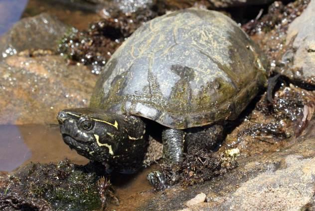 Therefore, it is likely that Beausoleil Island supports one of fewer than 50 extant populations of Spotted Turtles in Canada, and it is certainly one of the 50 most important sites supporting