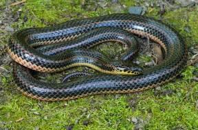 Coal Skink Allegany County Photograph