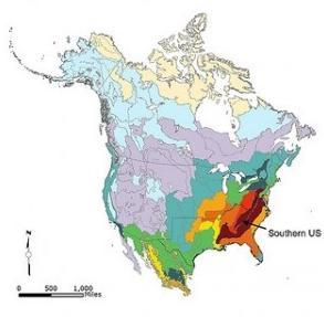 AMPHIBIAN & REPTILE DIVERSITY Map of Amphibian Diversity Global = 6,600+ species US = ~295 species