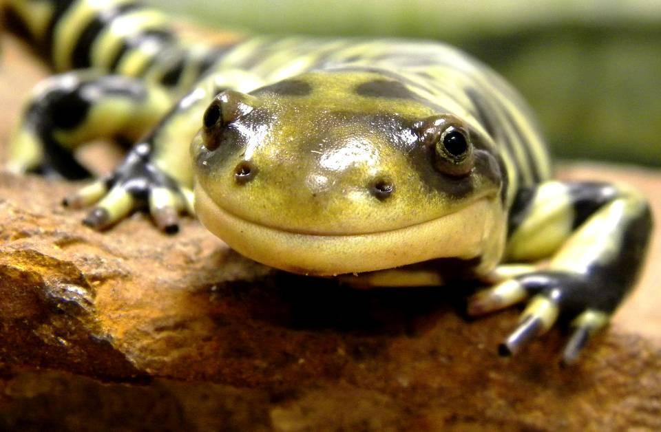 Amphibians and reptiles face serious conservation