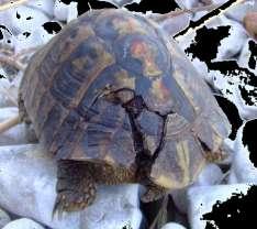 et al., 2013a). This locomotor feature is often considered as a fitness indicator since overturned tortoises can easily succumb to overheating, starvation or predation.