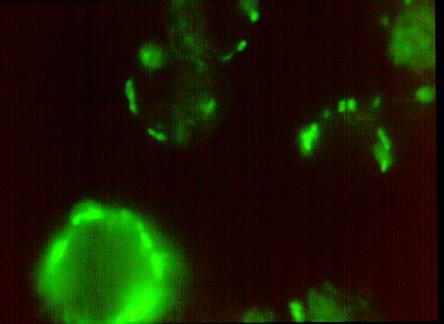 Figure 4 Fluorescence microscopic image of Vero cells with adherent bacteria.