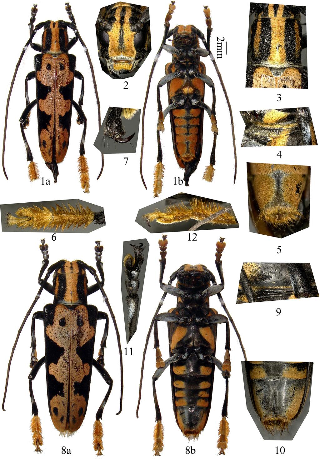 FIGURES 1 12. Eutetrapha weni n. sp. habitus. 1 7. Holotype, male, from Guizhou; 2. Frontal view of head. 3. Dorsal view of pronotum and elytral base, showing the punctures. 4.