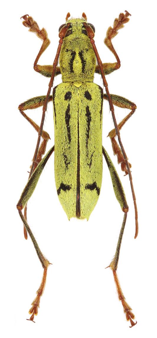 9b 9a Fig. 9: Rhaphuma sulphurea Gressitt, 1941: a- male; b- male genitalia (Thailand, Mae Hong Son prov.; CPV). elytra (2.78 mm), 3.