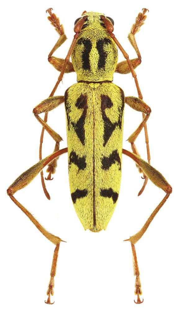 Fig. 4: Rhaphuma boreovietnamica sp. nov.: female paratype. pubescence. Clypeus partly pale reddish brown with a few long pale setae.