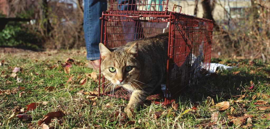 TRANSFORMING SHELTERS TO SAVE MORE CATS, page 2 of 11 Lives Saved in Albuquerque The Albuquerque Animal Welfare Department implemented a largescale Trap-Neuter-Return program in early 2012.