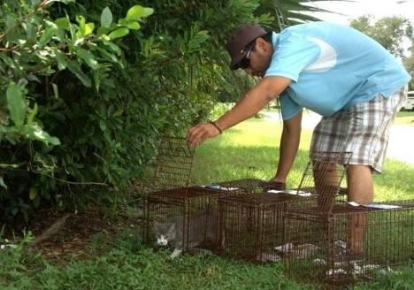 works Cats returned to trapping