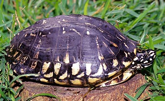 Conservation Biology of Freshwater Turtles and Tortoises: A Compilation Project Geoemydidae of the IUCN/SSC Tortoise Geoclemys and Freshwater hamiltonii Turtle Specialist Group 043.1 A.G.J. Rhodin, P.