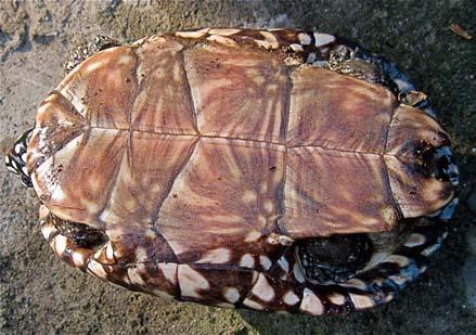 043.2 Conservation Biology of Freshwater Turtles and Tortoises Chelonian Research Monographs, No. 5 Figure 2. Geoclemys hamiltonii, plastron of subadult from Assam, northeast India.