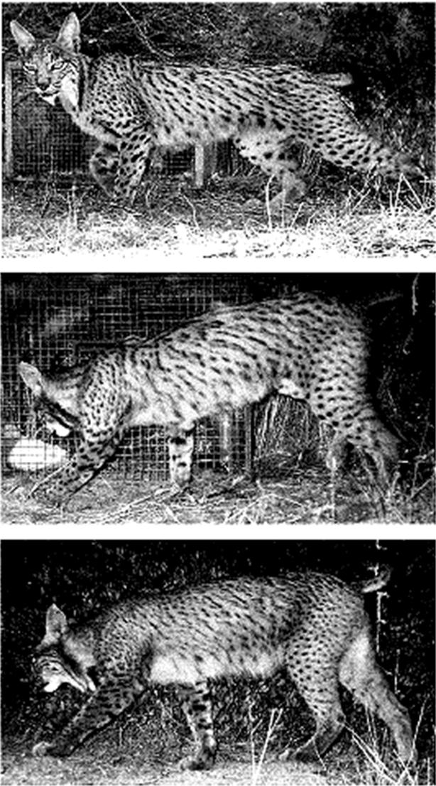19 (A) (B) (C) Fig. 2. (A) and (B), repeated photographic captures of the same female Iberian lynx (H9, ref. 7 in Table 3); (C), another Iberian lynx female (H26, ref.