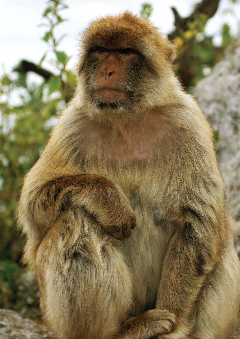 The Barbary Macaque Macaca sylvanus is Endangered (EN) and in decline as it is threatened by the loss and degradation of its habitat.