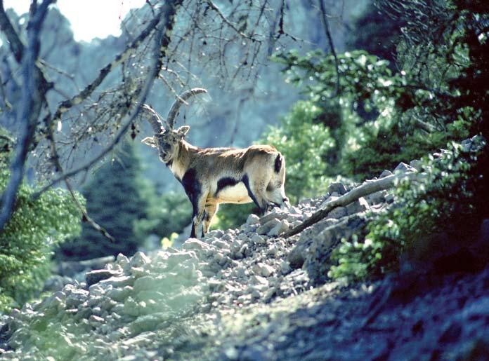 The Iberian Wild Goat Capra pyrenaica is a species native to Spain and considered as Least Concern (LC).