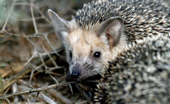 The Long-eared Hedgehog Hemiechinus auritus is a solitary, nocturnal species that hibernates in winter and lives in burrows. It is listed as Least Concern (LC) in the Mediterranean region.