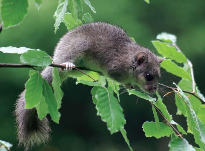 The Edible Dormouse Glis glis is widely distributed from northern Spain through central and eastern Europe and assessed as Least Concern (LC) in the Mediterranean region.