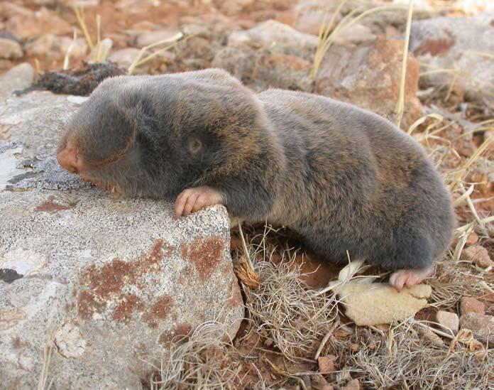 The Middle East Blind Mole Rat Spalax ehrenbergi is considered as Data Deficient (DD). It inhabits dry steppes, semi-desert and cultivated fields in coastal north-east Libya and central coastal Egypt.
