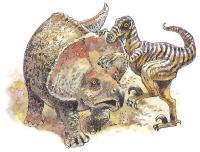 Protoceratops, a pig-sized cousin of Triceratops, was attacked by the fierce hunter, Velociraptor. Protoceratops bit the attacker with its beak, while Velociraptor slashed back with its foot claws.