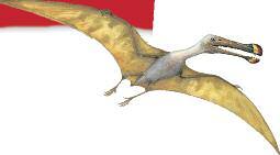 One of the largest pterosaurs that ever lived, Ornithocheirus had a wingspan of 40 feet (12 m). Its oddly shaped beak may have helped it cut through the water as it skimmed the surface for fish.