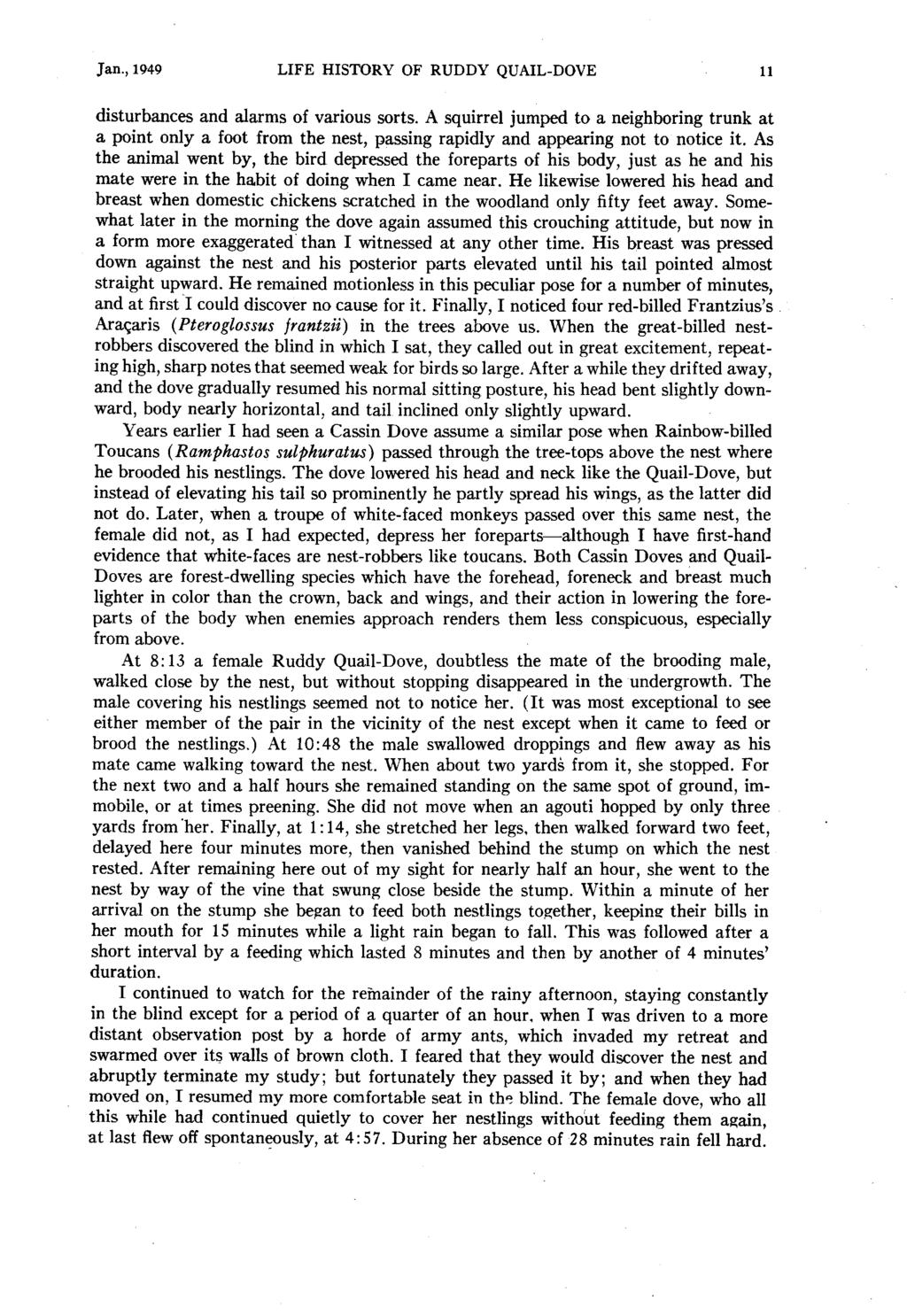Jan., 1949 LIFE HISTORY OF RUDDY QUAIL-DOVE 11 disturbances and alarms of various sorts.