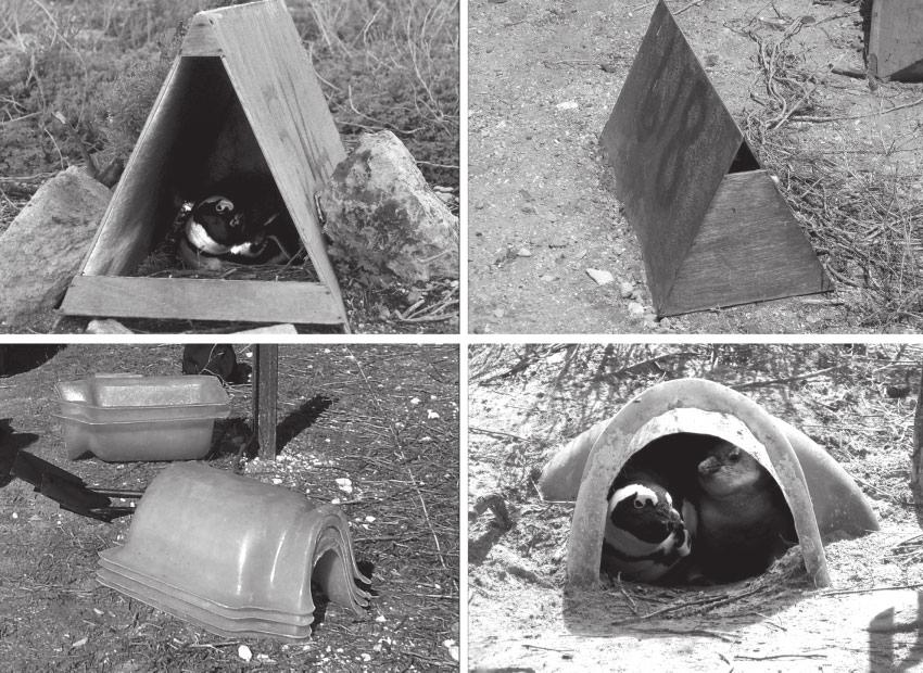 Penguin breeding success in natural and artificial nests Emu C (a) (b) (c) (d) Fig. 1.