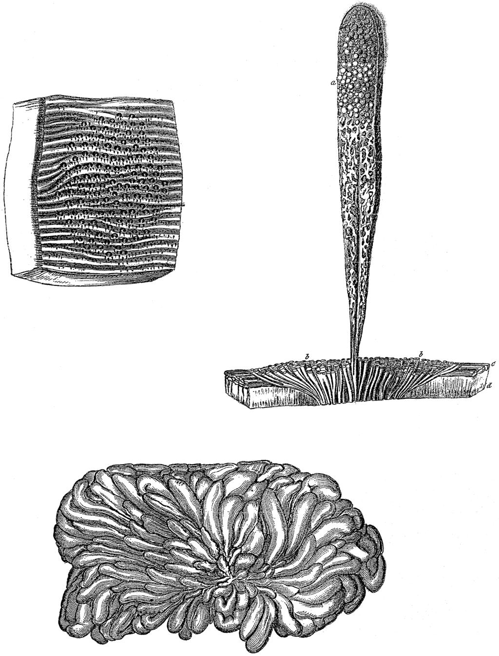 228 Oftedal Fig. 1. The mammary gland of the platypus as illustrated in 1832 by Richard Owen (12).