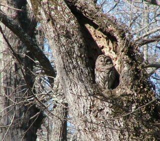 Nesting Habits Barred owls often nest in tree cavities which are created by other animals. They are permanent residents, but may wander slightly after nesting seasons.