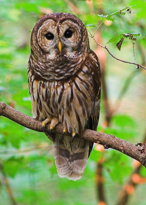 Controversy Barred owls may be partly responsible for the recent decline of the Northern Spotted owl, which is native to Washington, Oregon, and California.