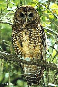 When Spotted owls and Barred owls share the same environment, the latter are generally more aggressive and outcompete the former, leading to decreased populations of the native owls.