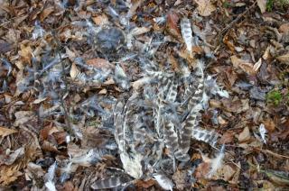 be evidence that an owl had been in the area. The wings and feathers definitely belong to a Barred owl.