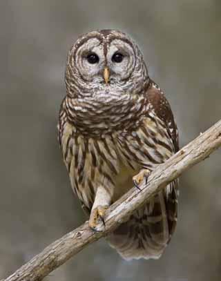 General Characteristics Our research was based on the Barred owl (Strix varia). An adult Barred owl ranges from 40 to 63 centimeters in length and has a wingspan between 96 and 125 centimeters.