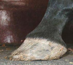 Fig 6: The foot shown in Figure 12 is typical of many Thoroughbred mares.