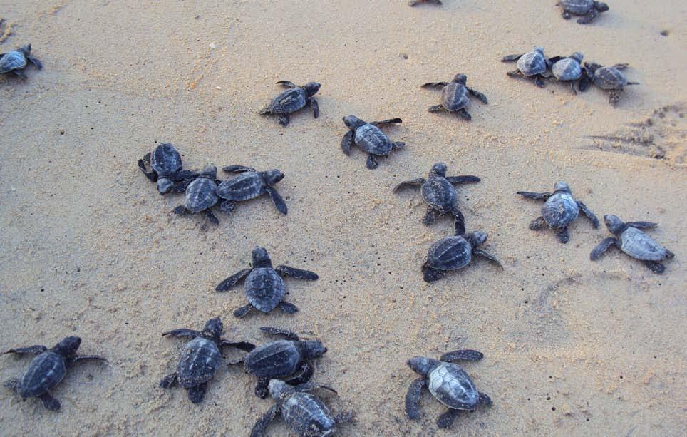 This year also 20 Seaturtles Protection Force have been in force to protect the Seaturtles along these coasts.
