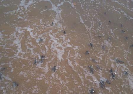 Exsitu at Srikakulam: This year our Conservation and Protection of Olive Ridley Sea Turtles have extended till Srikakulam. A hatchery was kept in Jeedupalam.