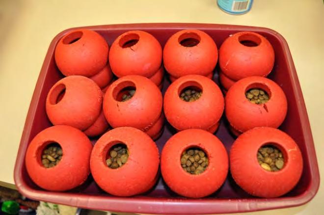 3. Set Kongs into litterboxes so they fit