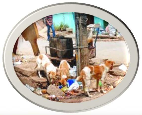 Reduce the risk of zoonotic