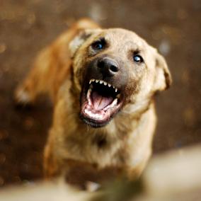 Problems associated with stray dogs