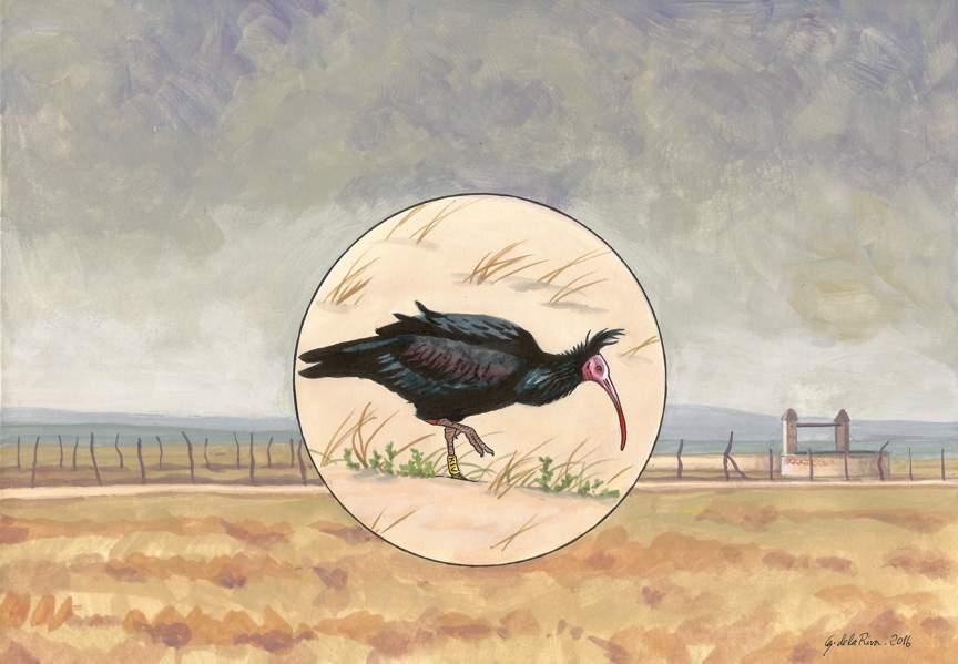 THE STORY OF FONTANILLA a Northern Bald ibis born in Conil de la Frontera Script: Iñigo
