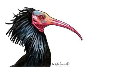 THE STORY OF FONTANILLA A Northern Bald ibis born in Conil.