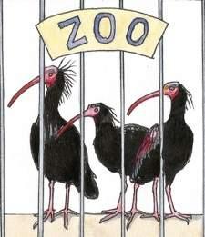 In the middle of the 20th century several European zoos went to Morocco to get Northern Bald Ibis chicks and thus increase their exotic bird collections.