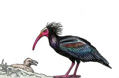 I am Trafalgar, the first Bald Ibis born in the wild in Spain for several