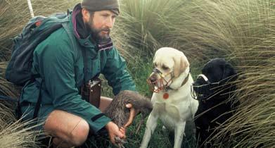 Kiwi are most vulnerable during nesting season between June to March, as they are reluctant to leave their eggs, and are at risk both when feeding at night, and during the day when they sleep.