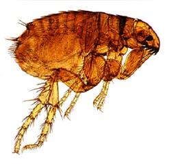 What can be done about fleas on my puppy? Contrary to popular belief, the majority of the flea life cycle is spent off the dog; only the adult lives on the animal.