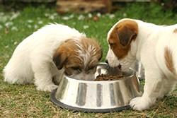 The texture may be more appealing to some dogs, and they often have a stronger odor and flavor.
