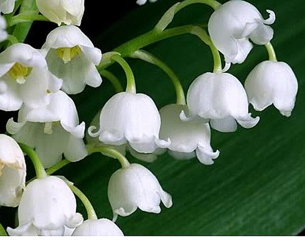 They naturalize and increase. Easy to grow. 20 for 25.00 50 for 45.00 Lily of the Valley Zones 4-8.