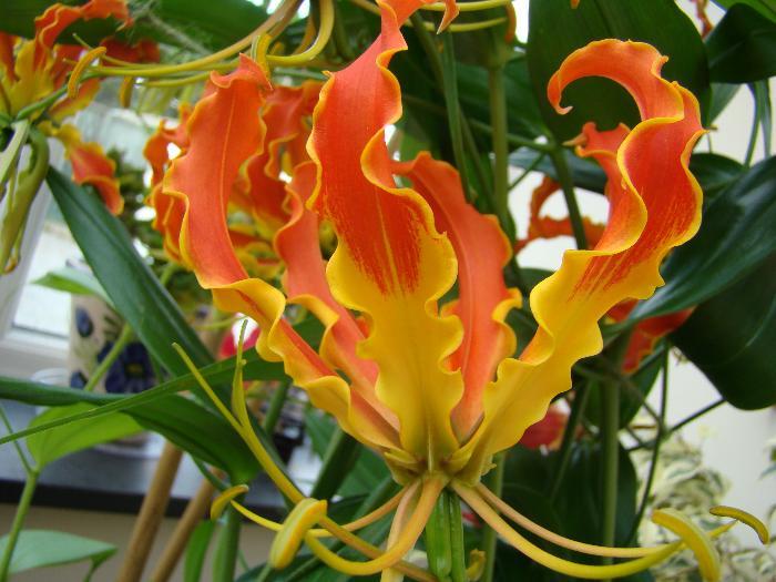Gloriosa Lily - Rothschildiana Originally from Africa, Gloriosa lilies are beautiful, easy to grow, and will multiply.