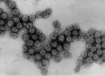 , Mycoplasma spp. Chlamydia spp., Campylobacter spp.