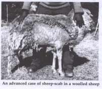 official supervision over the treatment of infected herds; all new introductions of sheep in the herd should be regarded as potentially infected and treated with an effective drug; proposing to sheep